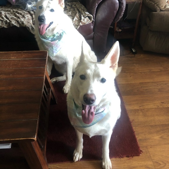 Hello I am Jen Welcome to my Posh Closet 💕 - Picture 11 of 16